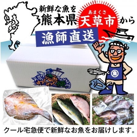 ヒラマサ小 ヒラゴ 1 0円 Kg 税込 21年12月末まで送料込み価格 天草より産地直送で新鮮な魚介類の卸 通販 株式会社チーム天草