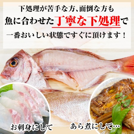 長スズキ” 1,500円/kg (税込) | 天草より産地直送で新鮮な魚介類の卸